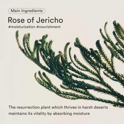 Abib Jericho Rose Firming Drop Sera