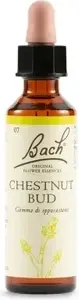 Oral Drops Schwabe Pharma Chestnut Bud